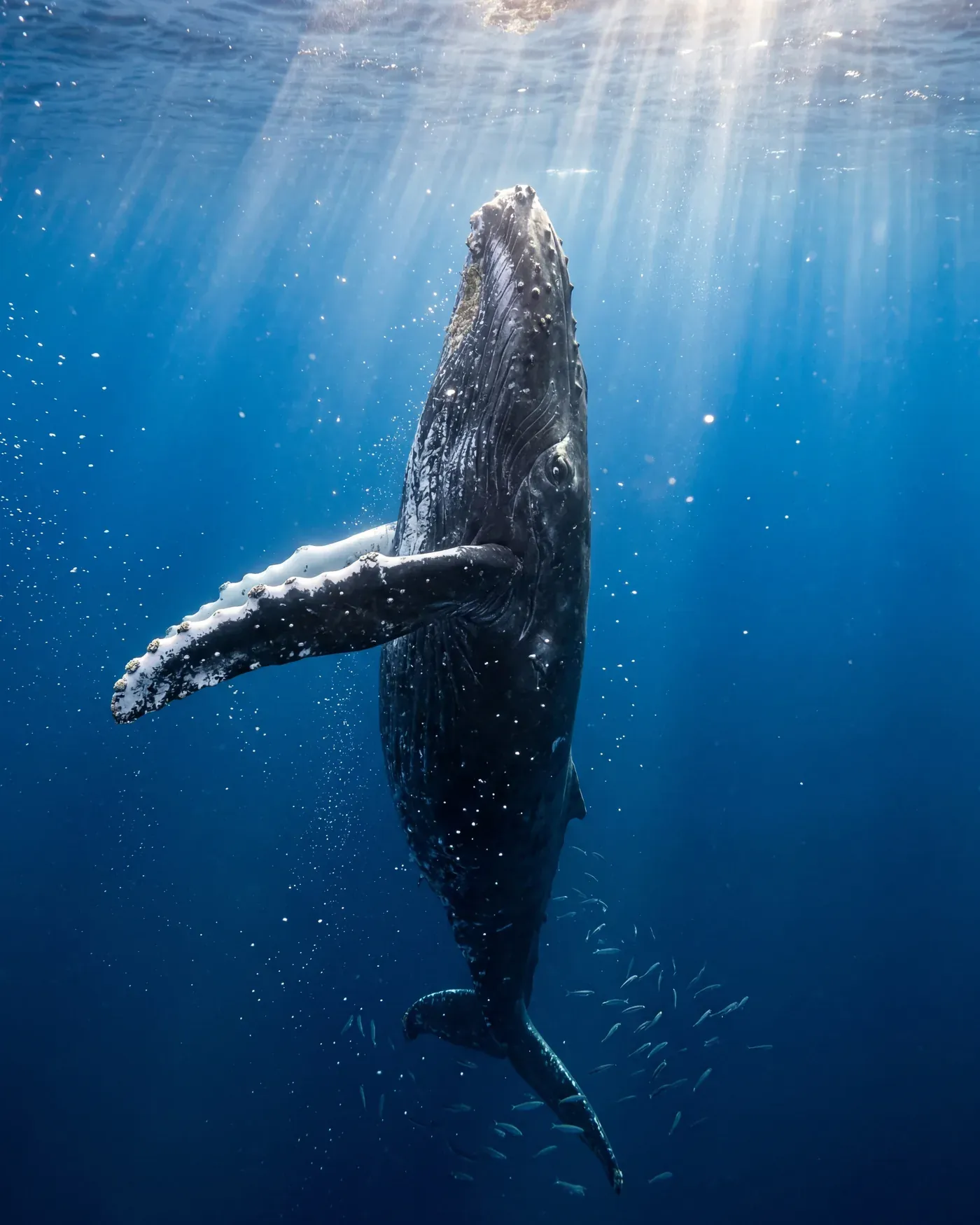 Buckelwal steht senkrecht im Sonnenlicht unter Wasser